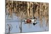 Northern Shoveler Drake (Anas Clypeata) in Waters of Flooded Marshland, Somerset Levels,Uk-Nick Upton-Mounted Photographic Print