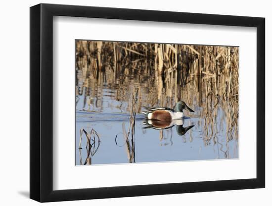 Northern Shoveler Drake (Anas Clypeata) in Waters of Flooded Marshland, Somerset Levels,Uk-Nick Upton-Framed Photographic Print