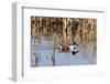 Northern Shoveler Drake (Anas Clypeata) in Waters of Flooded Marshland, Somerset Levels,Uk-Nick Upton-Framed Photographic Print