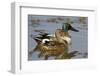 Northern Shovelers Male and Female in Wetland, Marion Co. IL-Richard and Susan Day-Framed Photographic Print