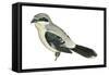 Northern Shrike (Lanius Excubitor), Birds-Encyclopaedia Britannica-Framed Stretched Canvas