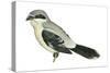 Northern Shrike (Lanius Excubitor), Birds-Encyclopaedia Britannica-Stretched Canvas