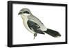 Northern Shrike (Lanius Excubitor), Birds-Encyclopaedia Britannica-Framed Poster