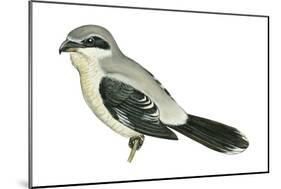 Northern Shrike (Lanius Excubitor), Birds-Encyclopaedia Britannica-Mounted Poster