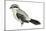 Northern Shrike (Lanius Excubitor), Birds-Encyclopaedia Britannica-Mounted Poster