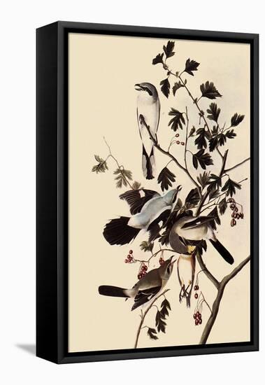 Northern Shrikes-John James Audubon-Framed Stretched Canvas