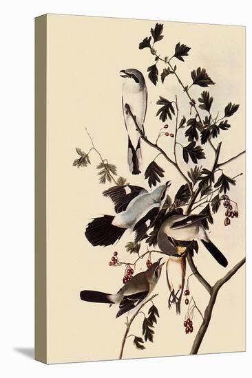 Northern Shrikes-John James Audubon-Stretched Canvas