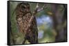 Northern Spotted Owl-DLILLC-Framed Stretched Canvas
