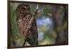 Northern Spotted Owl-DLILLC-Framed Photographic Print