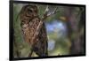 Northern Spotted Owl-DLILLC-Framed Photographic Print