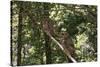 Northern Spotted Owls-DLILLC-Stretched Canvas