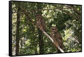 Northern Spotted Owls-DLILLC-Framed Stretched Canvas