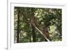 Northern Spotted Owls-DLILLC-Framed Photographic Print