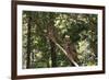 Northern Spotted Owls-DLILLC-Framed Photographic Print