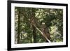 Northern Spotted Owls-DLILLC-Framed Photographic Print
