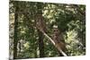 Northern Spotted Owls-DLILLC-Mounted Photographic Print