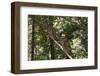 Northern Spotted Owls-DLILLC-Framed Photographic Print