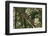 Northern Spotted Owls-DLILLC-Framed Photographic Print