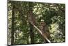 Northern Spotted Owls-DLILLC-Mounted Photographic Print