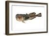 Northern Stargazer (Astroscopus Guttatus), Fishes-Encyclopaedia Britannica-Framed Art Print