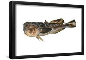 Northern Stargazer (Astroscopus Guttatus), Fishes-Encyclopaedia Britannica-Framed Poster