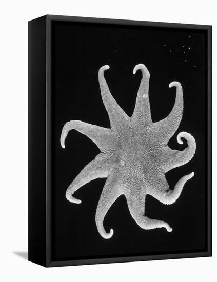 Northern Sun Star (Solaster Endeca)-Philip Gendreau-Framed Stretched Canvas