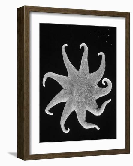 Northern Sun Star (Solaster Endeca)-Philip Gendreau-Framed Photographic Print