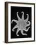 Northern Sun Star (Solaster Endeca)-Philip Gendreau-Framed Photographic Print
