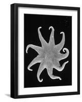 Northern Sun Star (Solaster Endeca)-Philip Gendreau-Framed Photographic Print