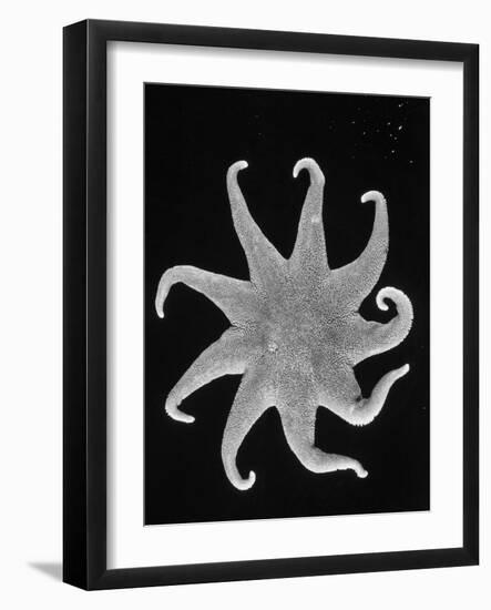 Northern Sun Star (Solaster Endeca)-Philip Gendreau-Framed Photographic Print