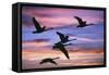 Northern Swans Flying at Sunset-null-Framed Stretched Canvas