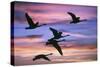 Northern Swans Flying at Sunset-null-Stretched Canvas