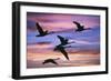 Northern Swans Flying at Sunset-null-Framed Photographic Print
