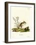 Northern Three-Toed Jerboa-null-Framed Giclee Print