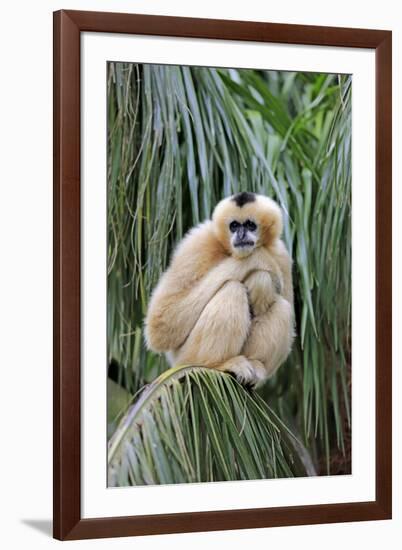 Northern White-cheeked Gibbon (Nomascus leucogenys) adult female, sitting on palm frond (captive)-Jurgen & Christine Sohns-Framed Photographic Print