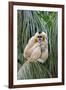 Northern White-cheeked Gibbon (Nomascus leucogenys) adult female, sitting on palm frond (captive)-Jurgen & Christine Sohns-Framed Photographic Print