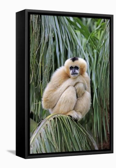 Northern White-cheeked Gibbon (Nomascus leucogenys) adult female, sitting on palm frond (captive)-Jurgen & Christine Sohns-Framed Stretched Canvas