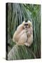 Northern White-cheeked Gibbon (Nomascus leucogenys) adult female, sitting on palm frond (captive)-Jurgen & Christine Sohns-Stretched Canvas