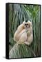 Northern White-cheeked Gibbon (Nomascus leucogenys) adult female, sitting on palm frond (captive)-Jurgen & Christine Sohns-Framed Stretched Canvas