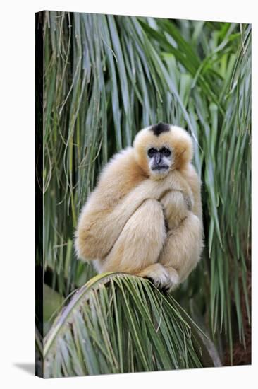 Northern White-cheeked Gibbon (Nomascus leucogenys) adult female, sitting on palm frond (captive)-Jurgen & Christine Sohns-Stretched Canvas