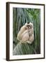 Northern White-cheeked Gibbon (Nomascus leucogenys) adult female, sitting on palm frond (captive)-Jurgen & Christine Sohns-Framed Photographic Print