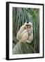 Northern White-cheeked Gibbon (Nomascus leucogenys) adult female, sitting on palm frond (captive)-Jurgen & Christine Sohns-Framed Photographic Print