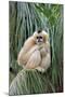 Northern White-cheeked Gibbon (Nomascus leucogenys) adult female, sitting on palm frond (captive)-Jurgen & Christine Sohns-Mounted Photographic Print