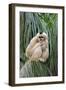 Northern White-cheeked Gibbon (Nomascus leucogenys) adult female, sitting on palm frond (captive)-Jurgen & Christine Sohns-Framed Photographic Print