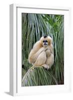 Northern White-cheeked Gibbon (Nomascus leucogenys) adult female, sitting on palm frond (captive)-Jurgen & Christine Sohns-Framed Photographic Print