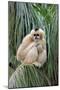 Northern White-cheeked Gibbon (Nomascus leucogenys) adult female, sitting on palm frond (captive)-Jurgen & Christine Sohns-Mounted Photographic Print