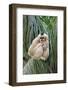 Northern White-cheeked Gibbon (Nomascus leucogenys) adult female, sitting on palm frond (captive)-Jurgen & Christine Sohns-Framed Photographic Print