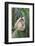 Northern White-cheeked Gibbon (Nomascus leucogenys) adult female, sitting on palm frond (captive)-Jurgen & Christine Sohns-Framed Photographic Print