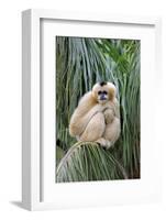 Northern White-cheeked Gibbon (Nomascus leucogenys) adult female, sitting on palm frond (captive)-Jurgen & Christine Sohns-Framed Photographic Print