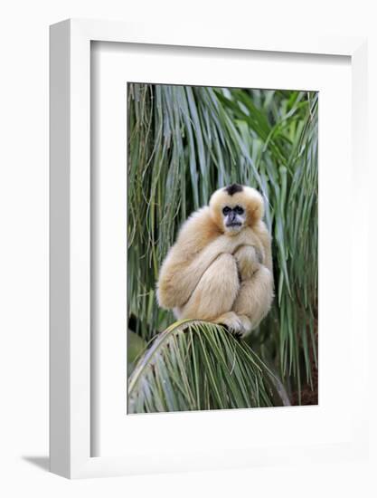 Northern White-cheeked Gibbon (Nomascus leucogenys) adult female, sitting on palm frond (captive)-Jurgen & Christine Sohns-Framed Photographic Print